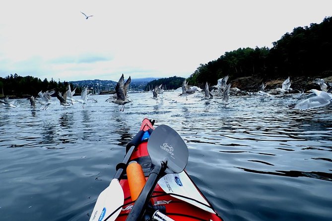 2- hour kayak trip on the Oslo Fjord - City Sights From Water Level: Marina House Boats and Fornebu’s Modern Line