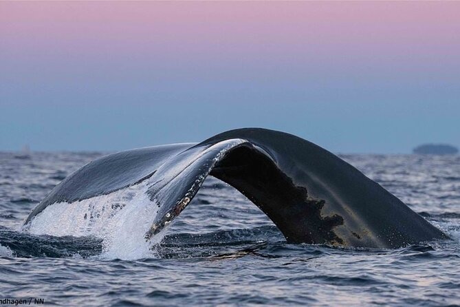24hr Northern Lights & Whale Watching Cruise - Price and value: what $1,214.12 buys you here