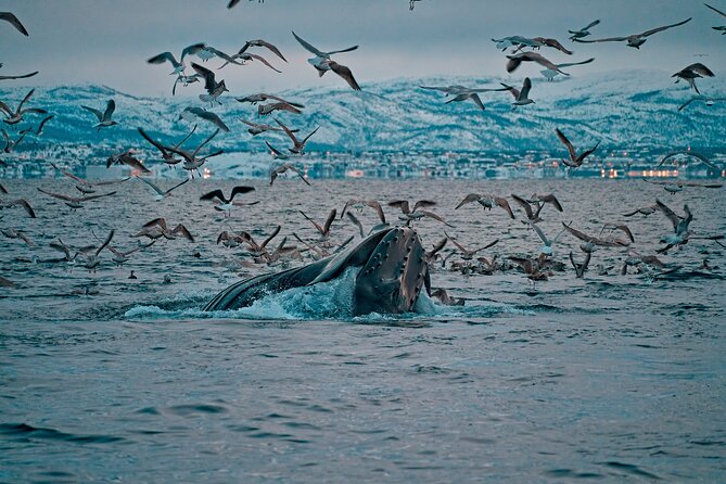 3.5-Hour Arctic Magic with Fjord and Whale Watching Adventure - Quick Highlights From This Altafjord Whale Cruise