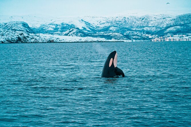 3.5-Hour Arctic Magic with Fjord and Whale Watching Adventure - Altafjord Whale Watching, The 3.5-Hour Arctic Plan