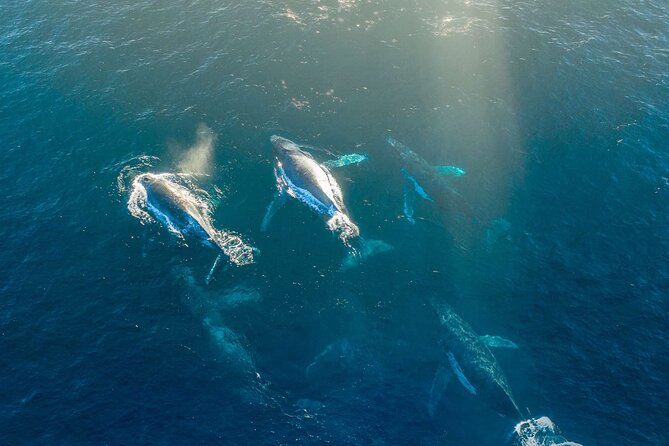 3.5-Hour Arctic Magic with Fjord and Whale Watching Adventure - Getting on the Boat: What Happens After You Board