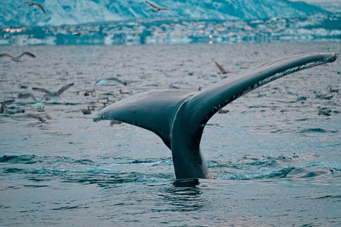 3.5-Hour Arctic Magic with Fjord and Whale Watching Adventure - Altafjord Wildlife Chances: How to Think About Whale Watching
