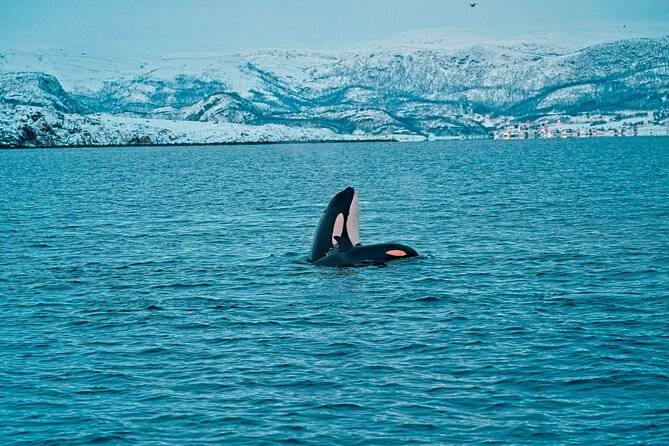 3.5-Hour Arctic Magic with Fjord and Whale Watching Adventure - What About the Duration and Timing?