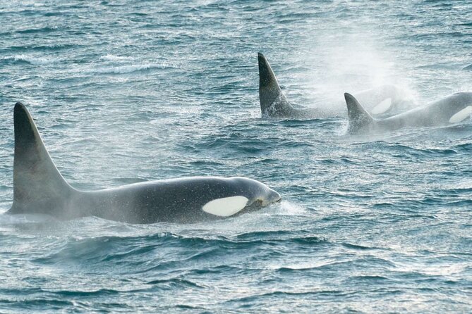3.5-Hour Arctic Magic with Fjord and Whale Watching Adventure - Tips for Getting the Most From Your Time on the Water