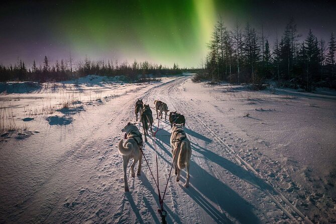 4hr Dog Sledding Tour under the Northern Lights - Key things that make this Alta tour worth your time