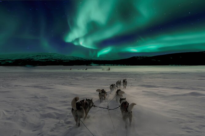 4hr Dog Sledding Tour under the Northern Lights - Dog welfare concerns: what to know before you go