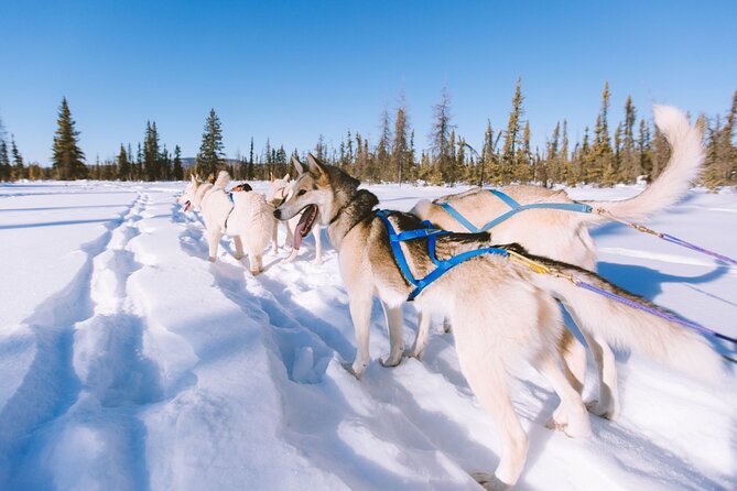 4hr Dog Sledding Trip in Gargia Valley - Key highlights at a glance