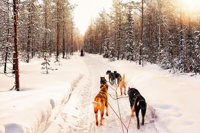 4hr Dog Sledding Trip in Gargia Valley - Alta to Gargia Valley, with real winter prep