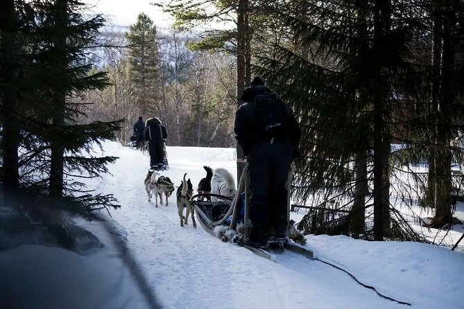4hr Dog Sledding Trip in Gargia Valley - Husky time after the ride: feeding treats and meeting puppies