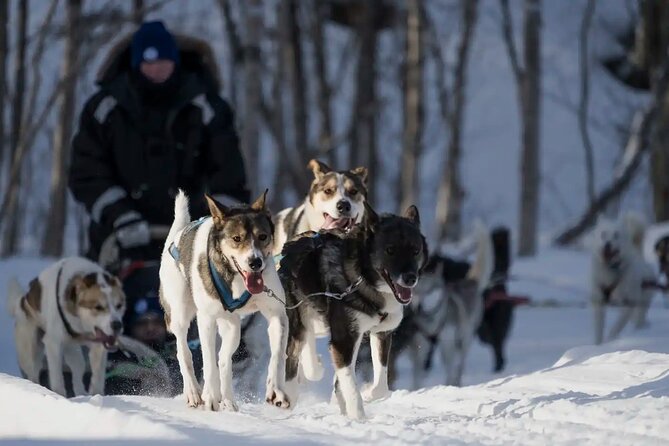 4hr Dog Sledding Trip in Gargia Valley - Price and value for a 4-hour Alta Arctic experience