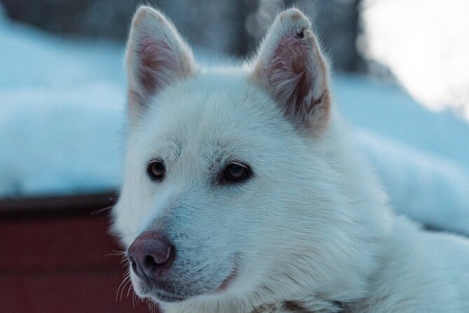 4hr Dog Sledding Trip in Gargia Valley - Who should book this husky sledding trip?