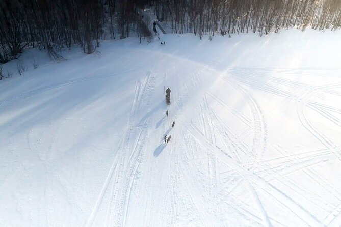 4hr Dog Sledding Trip in Gargia Valley - The Gargia ride: pine forest, frozen ground, and a driver switch