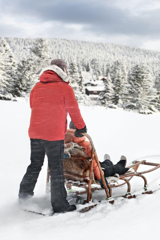 4hr Dog Sledding Trip on Finnmarksvidda - Key highlights to know before you go