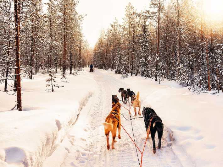 4hr Dog Sledding Trip on Finnmarksvidda - Finnmarksvidda by sled: why this Alta experience feels different