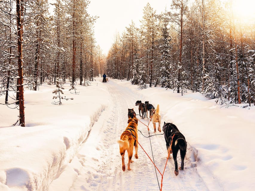 4hr Dog Sledding Trip on Finnmarksvidda - Training and driving: how you command the husky team