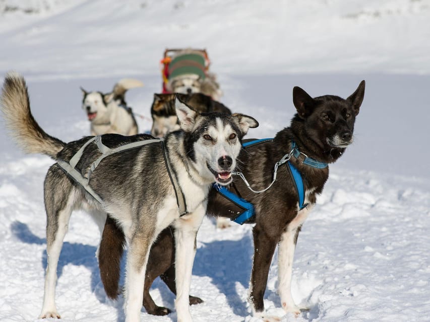 4hr Dog Sledding Trip on Finnmarksvidda - Gargia mountain lodge: coffee, tea, and local storytelling
