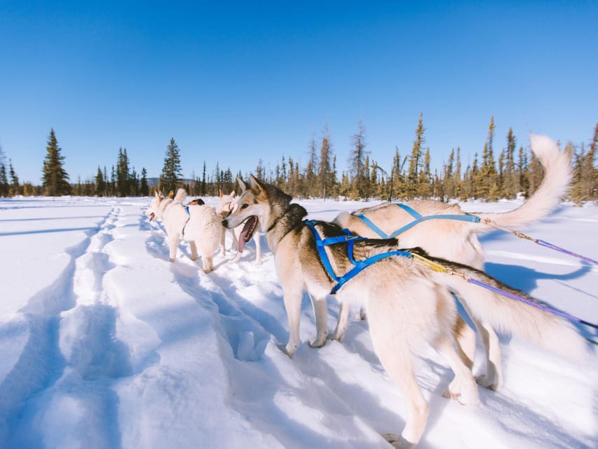 4hr Dog Sledding Trip on Finnmarksvidda - Meet the huskies: what you’ll notice about the dogs