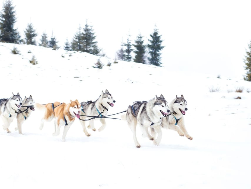 4hr Dog Sledding Trip on Finnmarksvidda - Price and value: is $340 per person worth it?