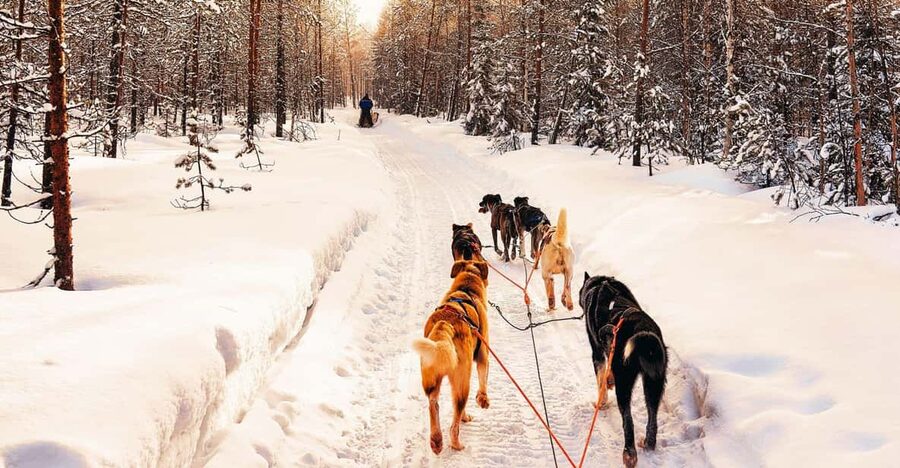 4hr Dog Sledding Trip on Finnmarksvidda - Who should book this (and who should skip it)