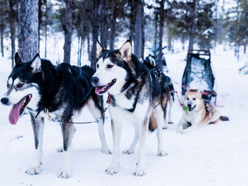 4hr Dog Sledding Trip on Finnmarksvidda - The full 4 hours: from Alta store to Gargia, and back