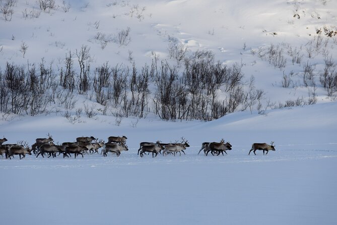 All-Inclusive Arctic Fjords and Sommarøy Scenic Tour - Price and value: what $220.77 buys you in Tromsø time