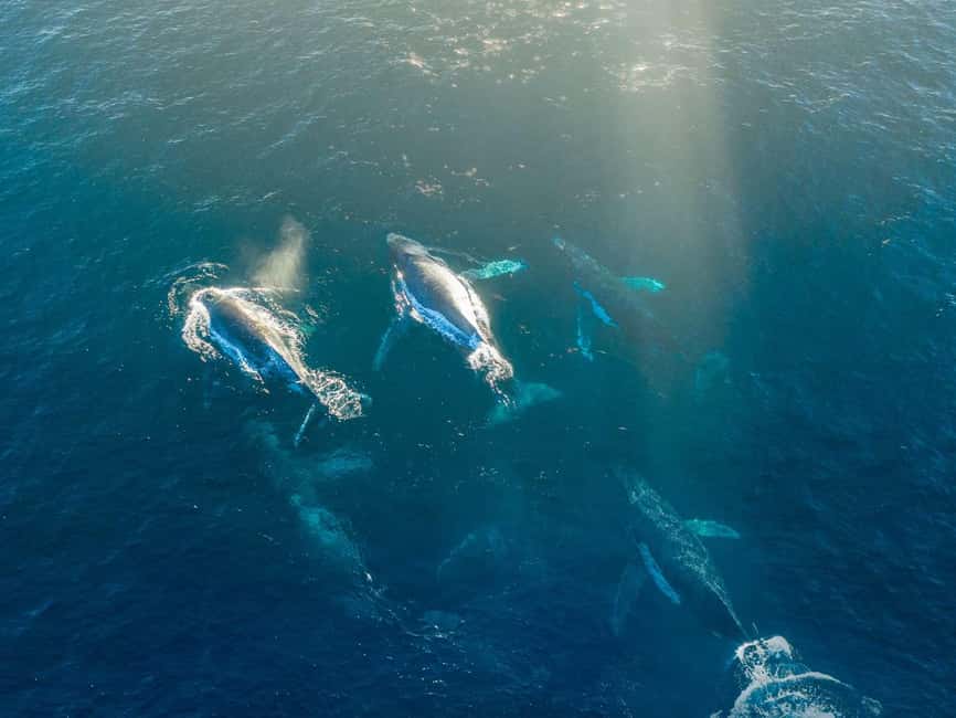 Alta: 3.5 Hour Fjord & Whale Watching Cruise - The hunt for humpbacks and orcas, and how the guide helps you spot them