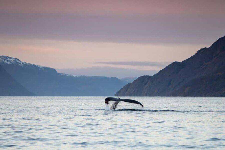Alta: 3.5 Hour Fjord & Whale Watching Cruise - Photos that actually work: stable viewing and mountain backdrops