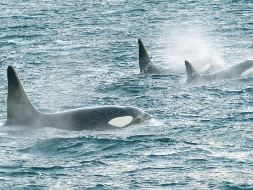 Alta: 3.5 Hour Fjord & Whale Watching Cruise - Price and value at about $231 per person