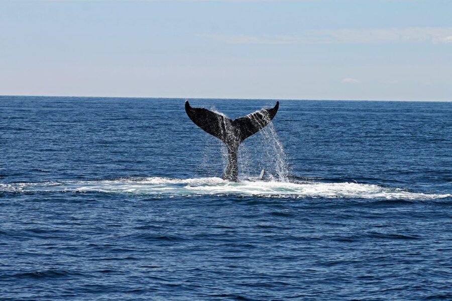 Alta: Alta Fjord Whale Watching Tour - Key Things I’d Watch For