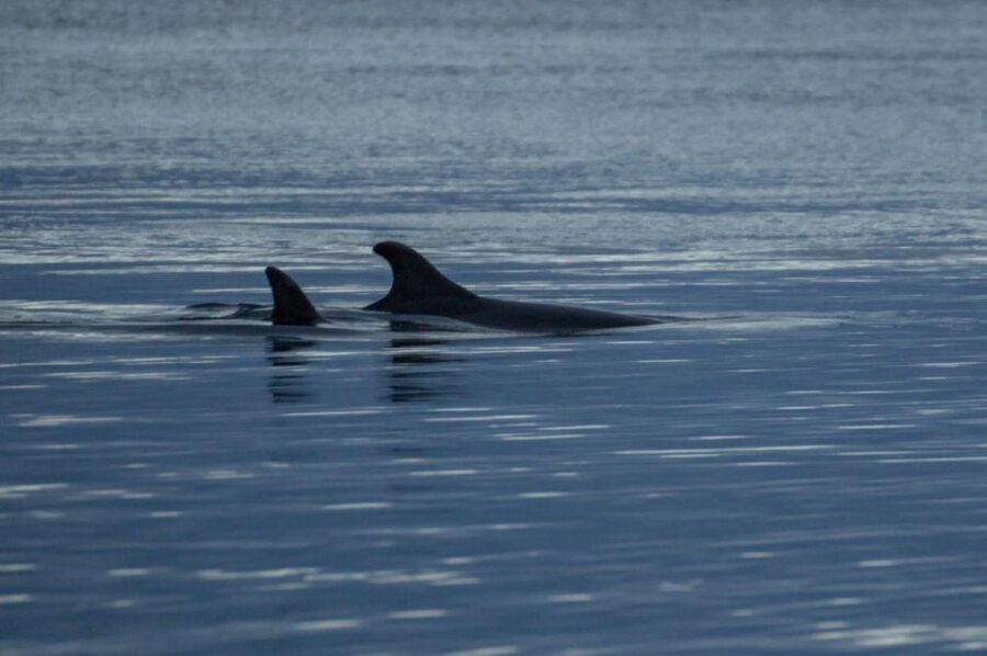 Alta: Alta Fjord Whale Watching Tour - Your 3.5-Hour Fjord Cruise, How to Make It Count