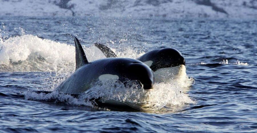 Alta: Alta Fjord Whale Watching Tour - When Whales Don’t Show Up, the Most Valuable Part Is the Honesty