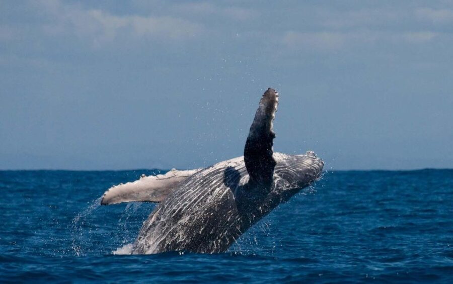 Alta: Alta Fjord Whale Watching Tour - The Wildlife You’re Really Hunting: Whales, Dolphins, and Porpoises