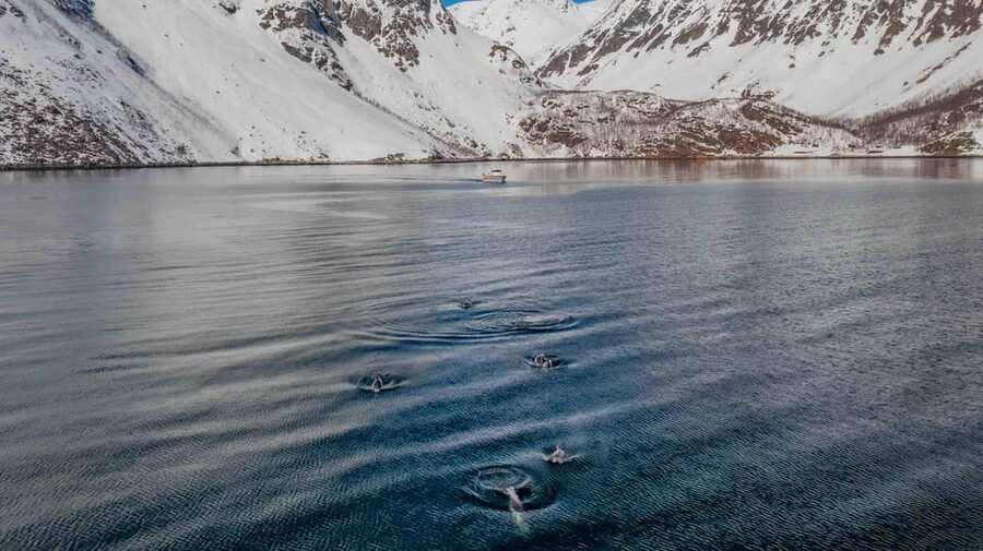 Alta: Altafjord Whale Watching in a Heated Boat - The 4-hour ride: how you actually spend your time on the fjord