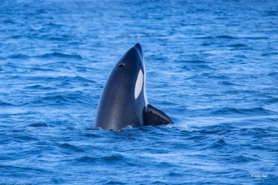Alta: Altafjord Whale Watching in a Heated Boat - Food and what you should bring for a smooth half day