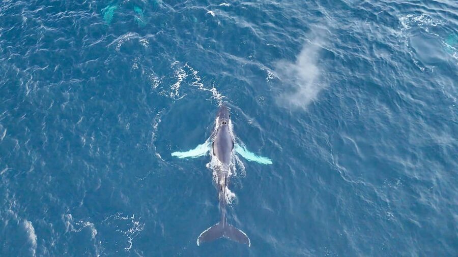 Alta: Altafjord Whale Watching in a Heated Boat - Safety and cold-weather reality checks