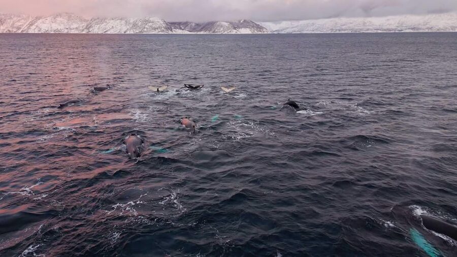 Alta: Altafjord Whale Watching in a Heated Boat - Meeting at Alta Harbor and settling into the Sea Runner