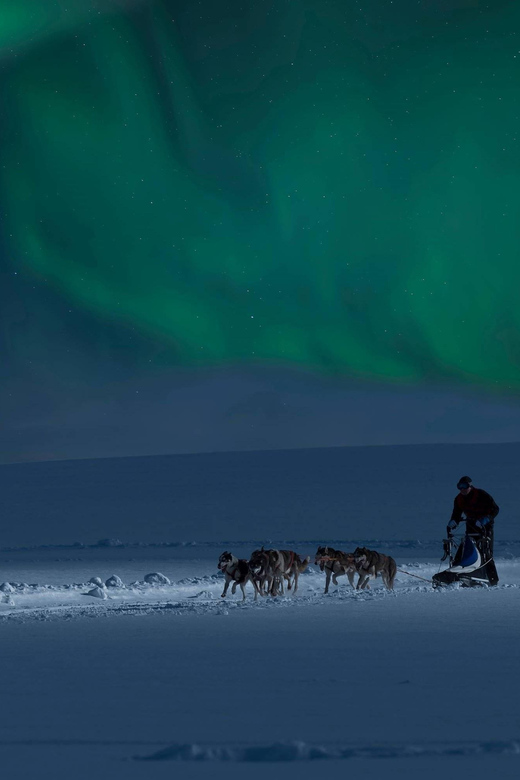 Alta: Dog Sledding Trip under the Northern Lights - Size, Timing, and What the Small Group Changes