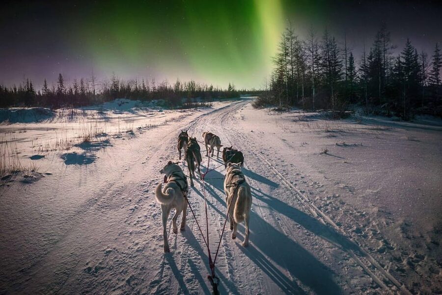 Alta: Dog Sledding Trip under the Northern Lights - The Route: From Pine Forests to Finnmarksvidda Open Skies