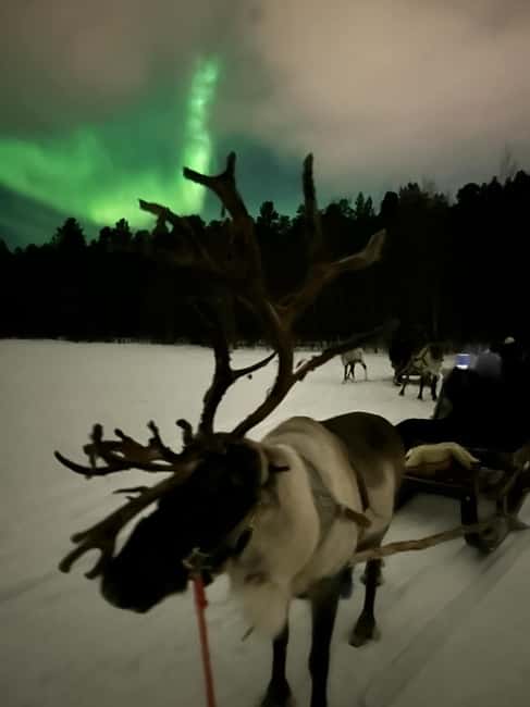 Alta: Reindeer Ride - Lavvo bonfire time: Sámi culture, stories, and reindeer life