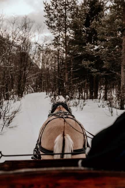 Alta: Sleigh Ride in the Arctic Countryside - Getting From Downtown Alta to Flatmoen Farm Without Stress