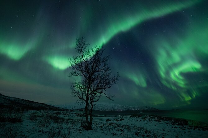 An All-Inclusive Tour - Aurora & Arctic Experience - The aurora chase: how the guide maximizes your odds