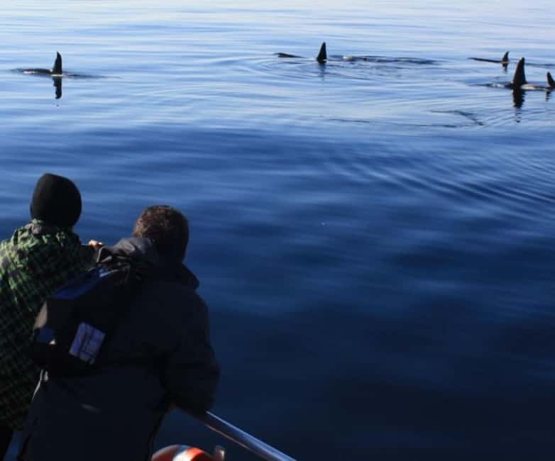 Andenes: Responsible Whale Watching with Classic Catamaran - Key things to know before you go