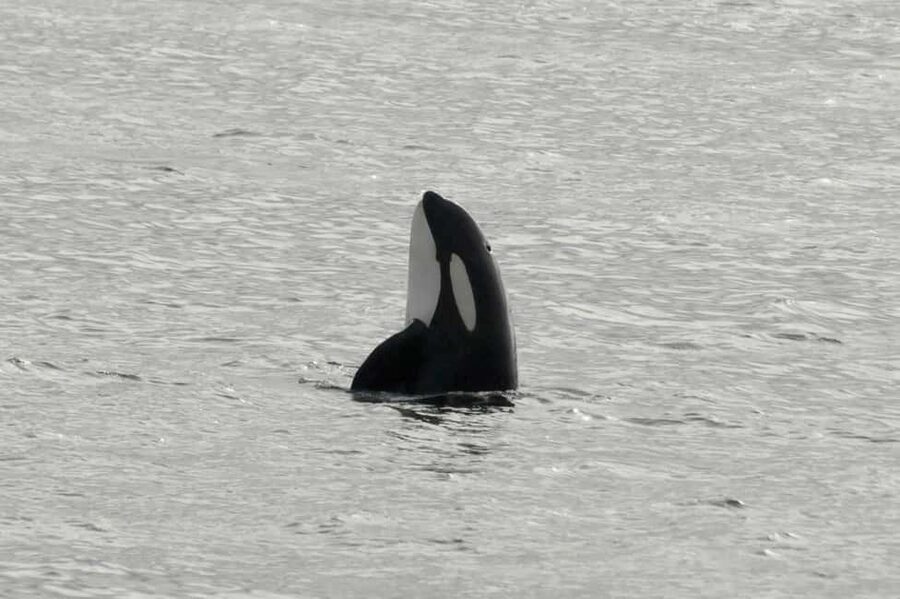 Andenes: Responsible Whale Watching with Classic Catamaran - Why Andenes Whale Watching Feels Different on This Route