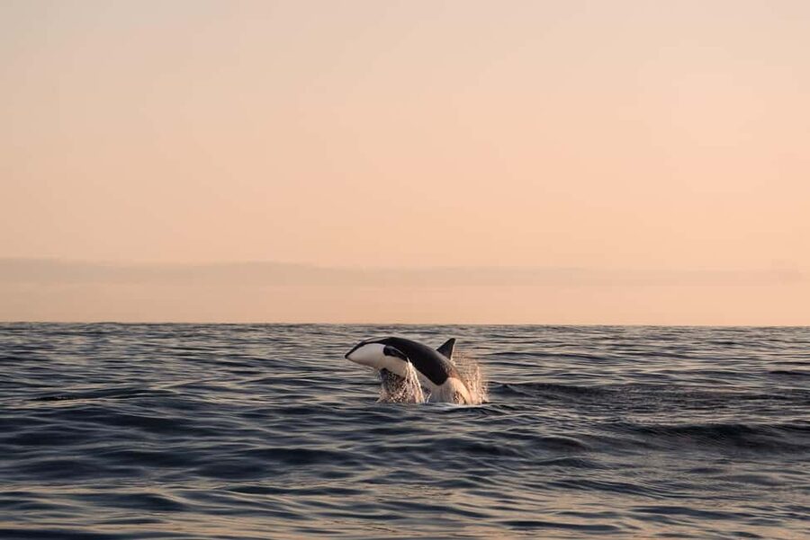 Andenes: Responsible Whale Watching with Classic Catamaran - The 3 to 5 Hour Safari: How the Crew Looks for Whales