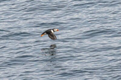 Andenes: Responsible Whale Watching with Classic Catamaran