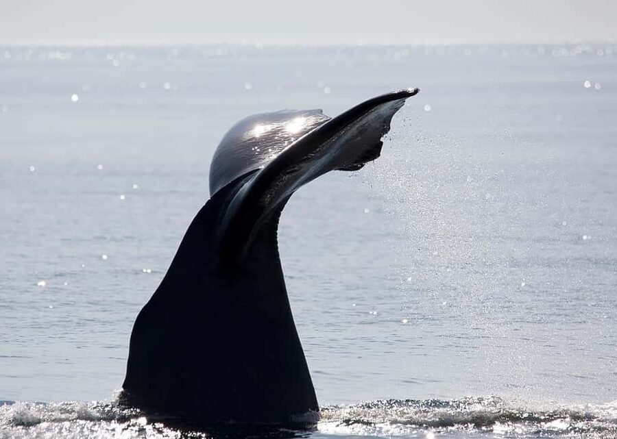 Andenes: Responsible Whale Watching with Classic Catamaran - Language and Comfort Notes From Real Experience