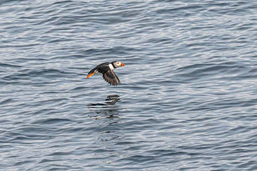 Andenes: Responsible Whale Watching with Classic Catamaran - Finding the Boat: Check-In at Østre Havn and the Black Reception Container