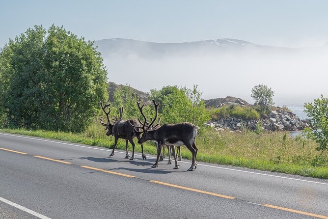 Arctic Fjord Roadtrip with Scenic Picnic from Tromso - Who should book this Tromsø fjord roadtrip, and who might not love it