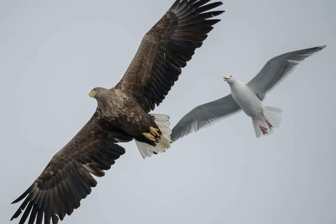 Arctic Fjordcruise & Safari in Tromso with Luxury Catamaran - What you can realistically expect to see, and what can change