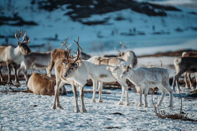 Arctic Fjords and Reindeer Experience – Small group tour - Sommarøy islands time and the Arctic Hotel lunch buffet